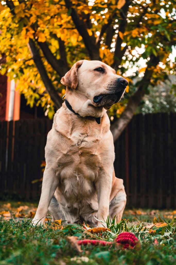 Labrador Retriever dog