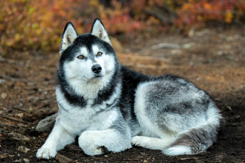 Siberian Husky Dog Breeders