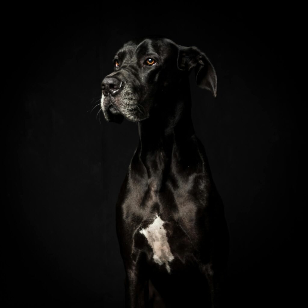 Great Dane dog breeders