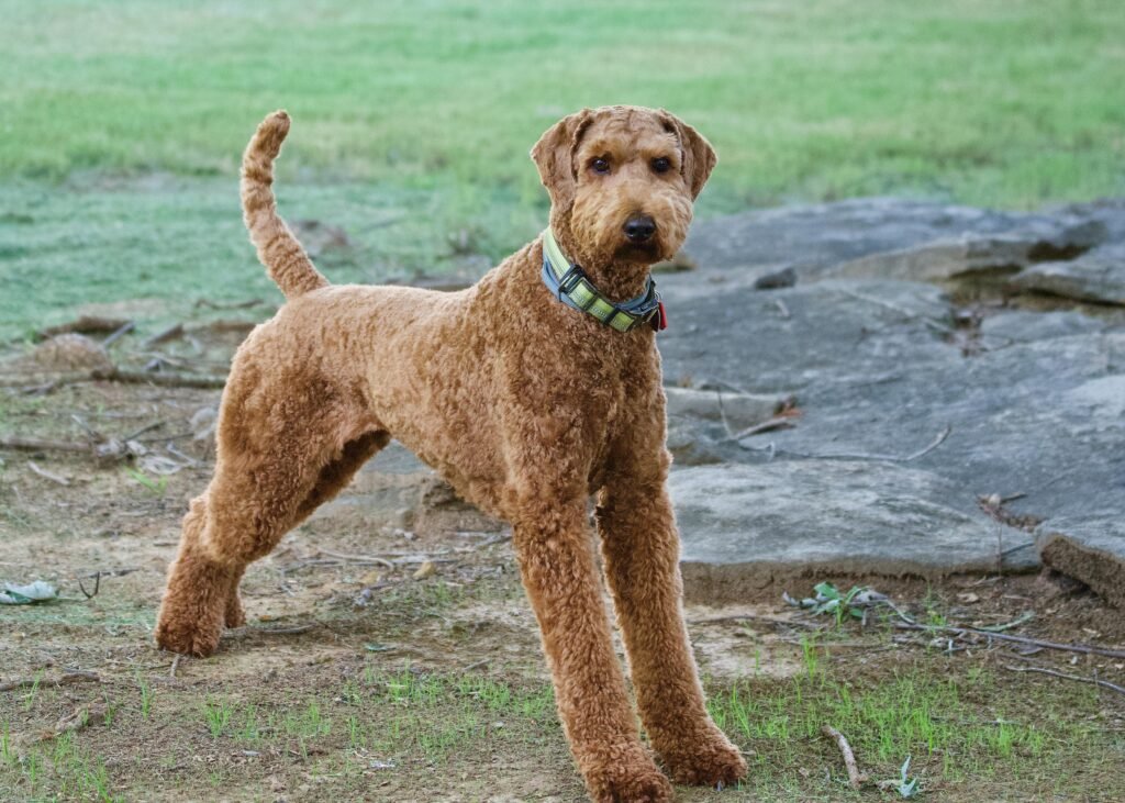 AIREDALE TERRIER BREEDERS