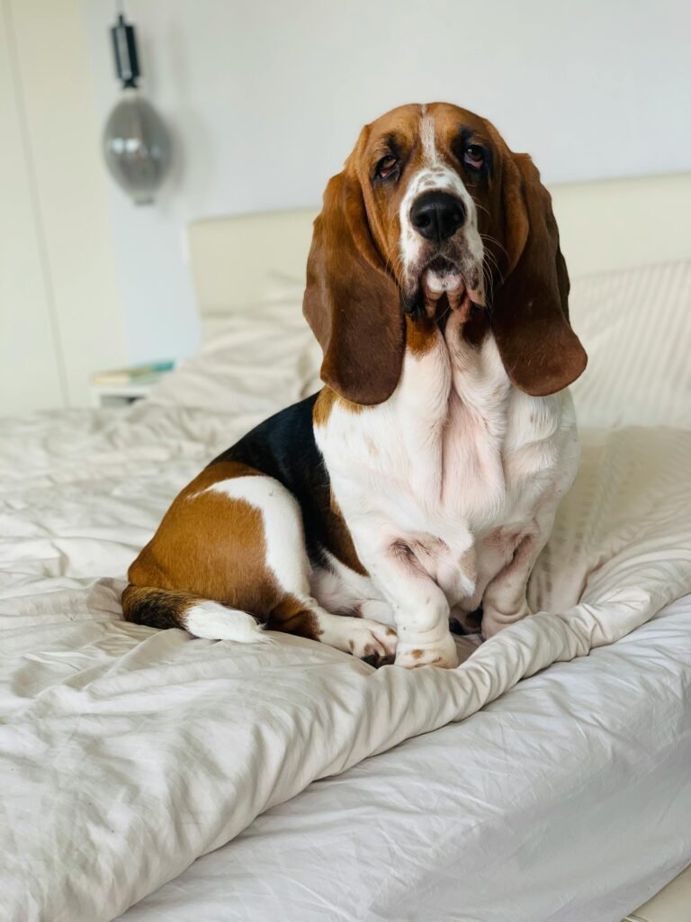 Basset Hound breeders