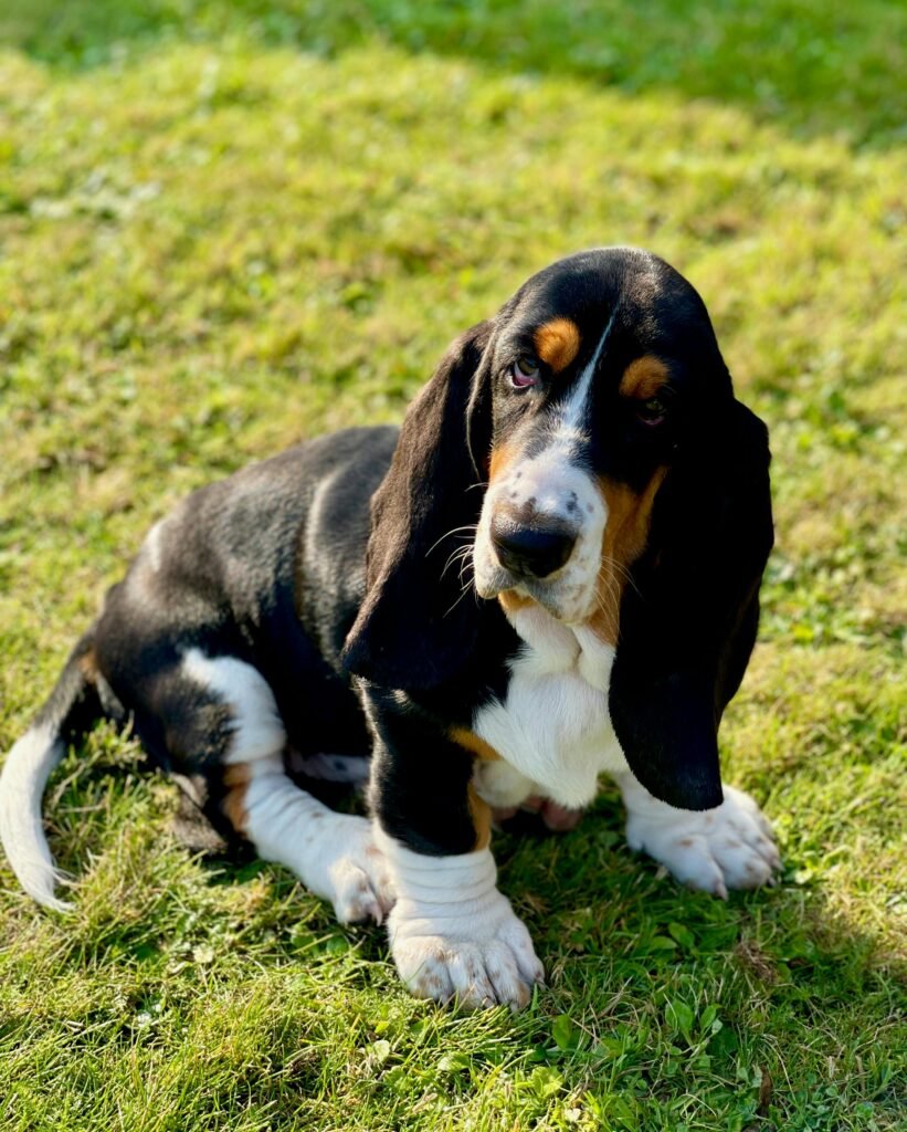 Basset Hound dog breeders