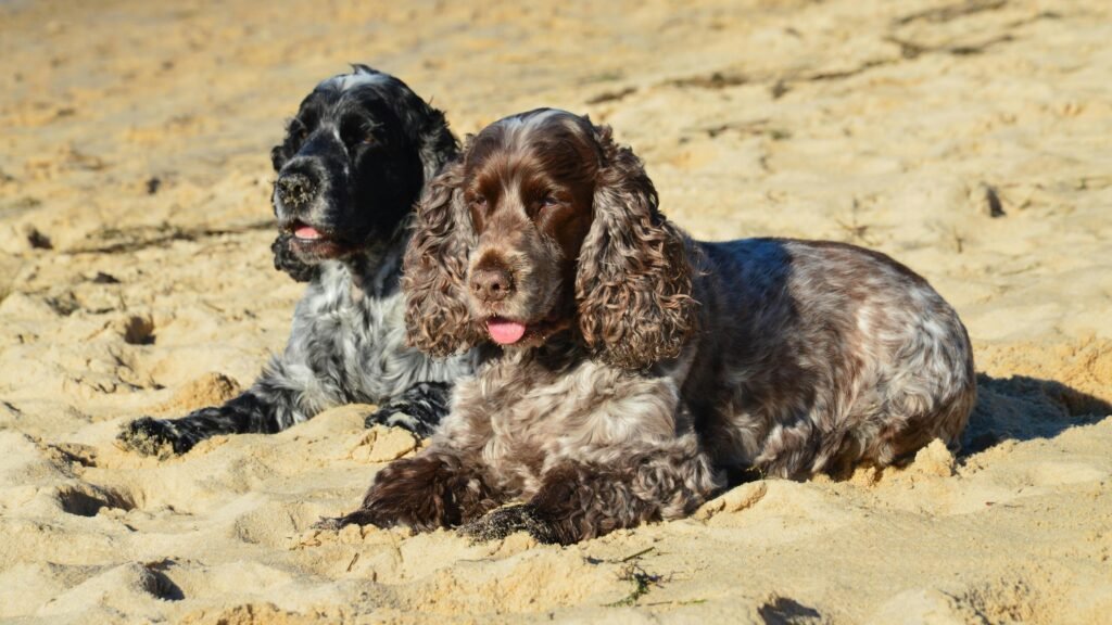 Cocker spaniel english dog breeders
