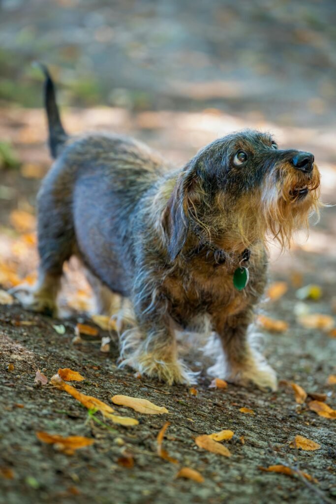Dachshund Miniature dog breeders