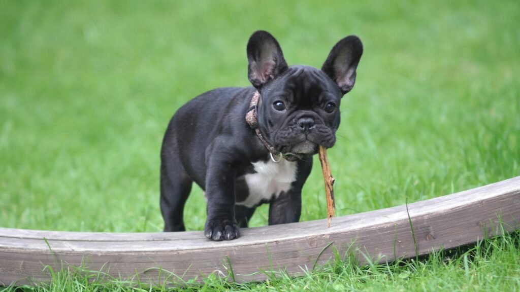 French bulldog breeders