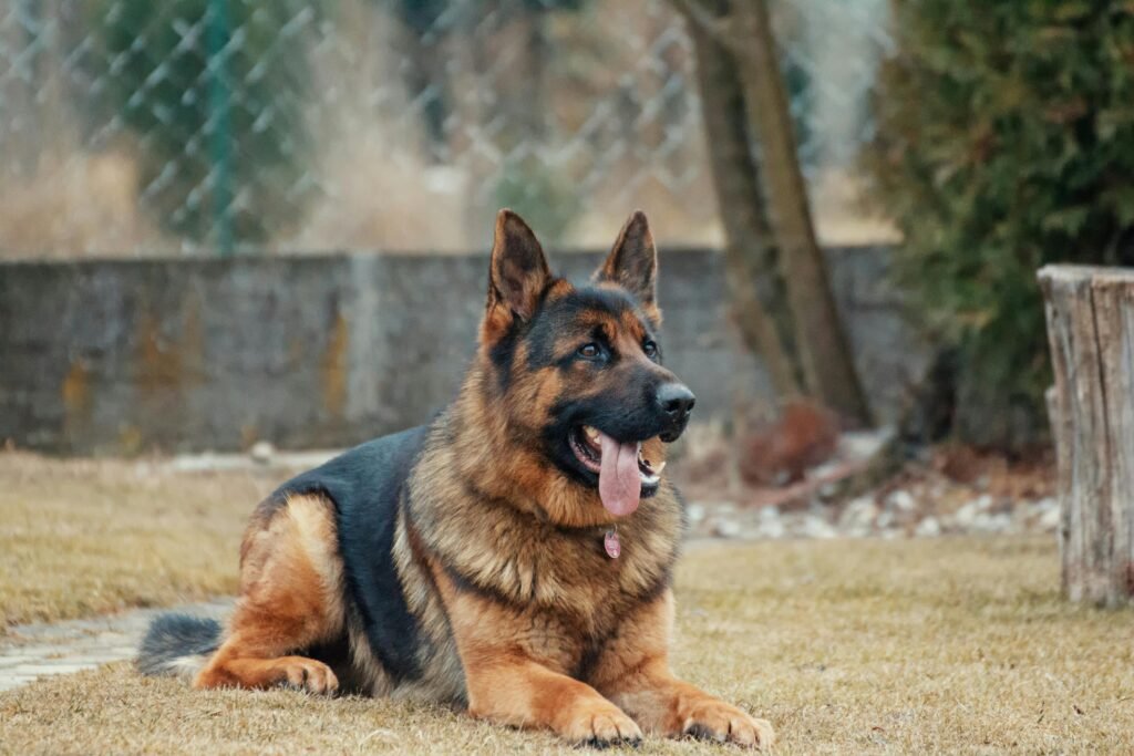 German shepherd dog breeders