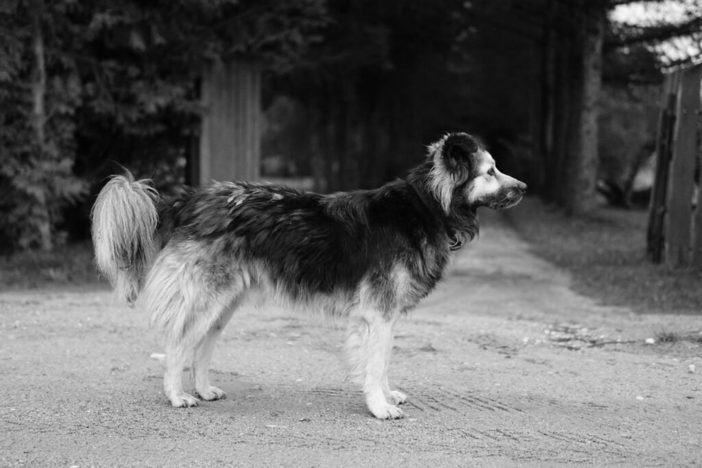 Himalayan Sheep Dog breeders
