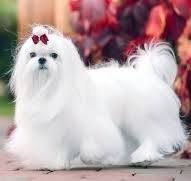 Maltese breeders