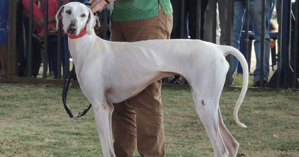 Mudhol hound dog breeders
