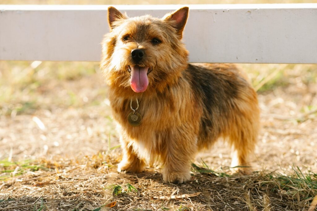 Norwich Terrier dog breeders