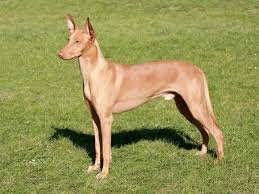 Pharaoh hound dog breeders