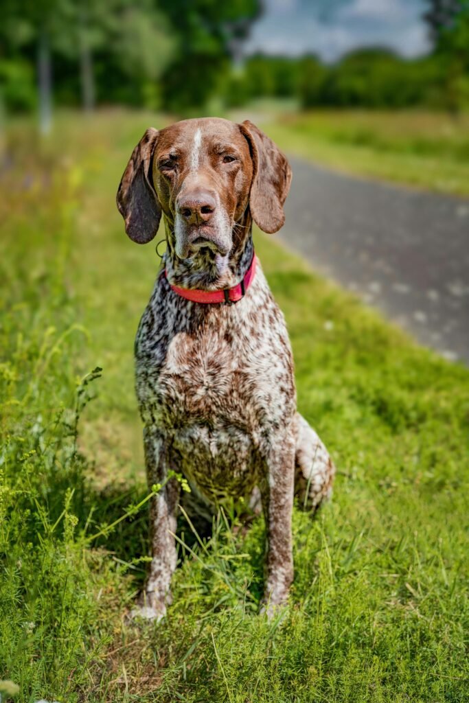 Pointer dog breeders