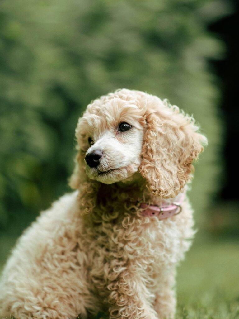 Poodle Dog Breeders