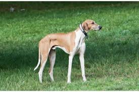 Rampur hound dog breeders