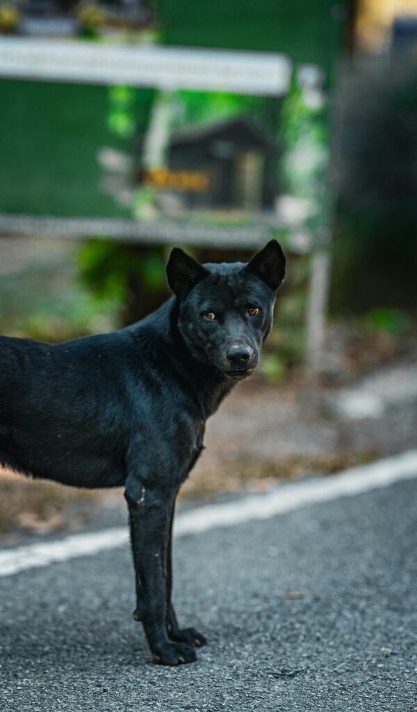 Thai Ridgeback dog breeders