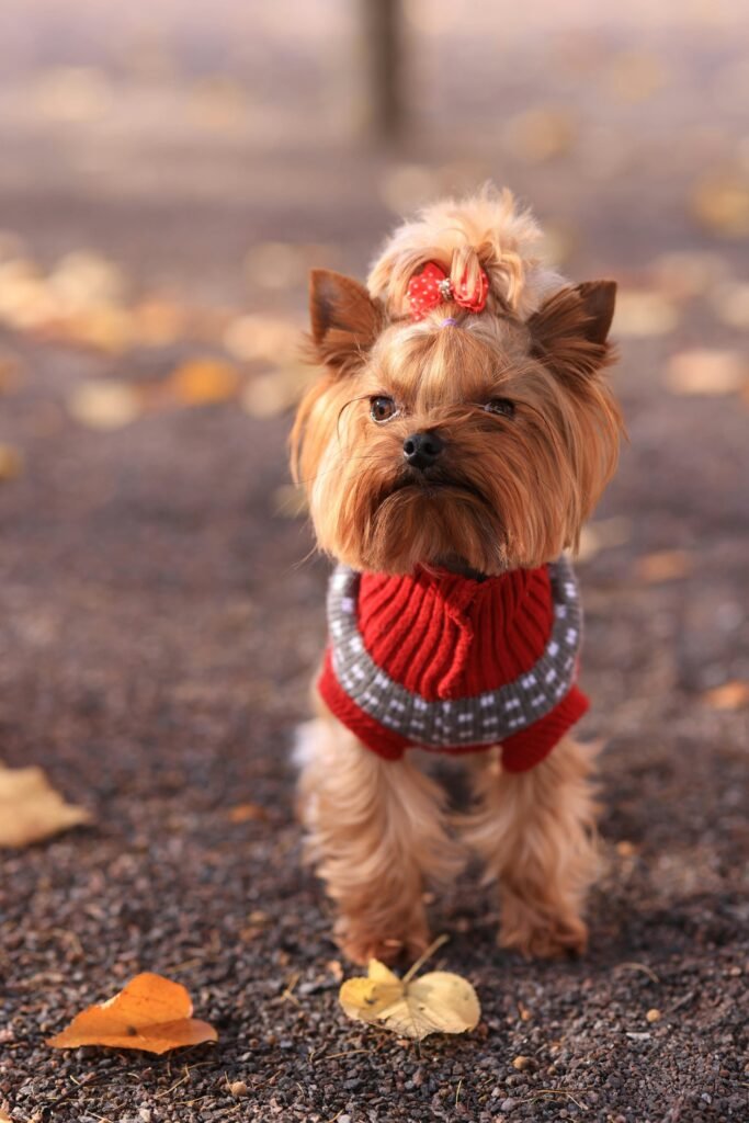 Yorkshire Terrier dog breeders