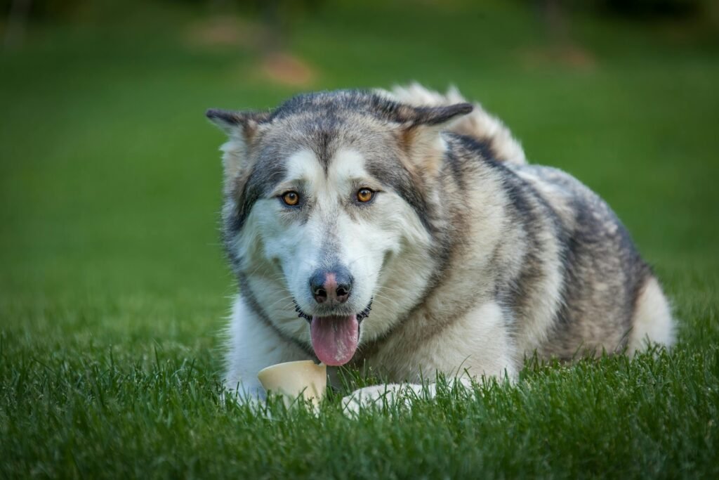 alaskan malamute dog breeders