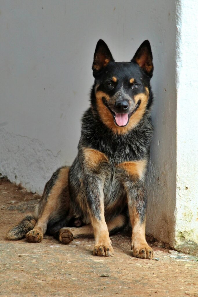 australian cattle dog breeders