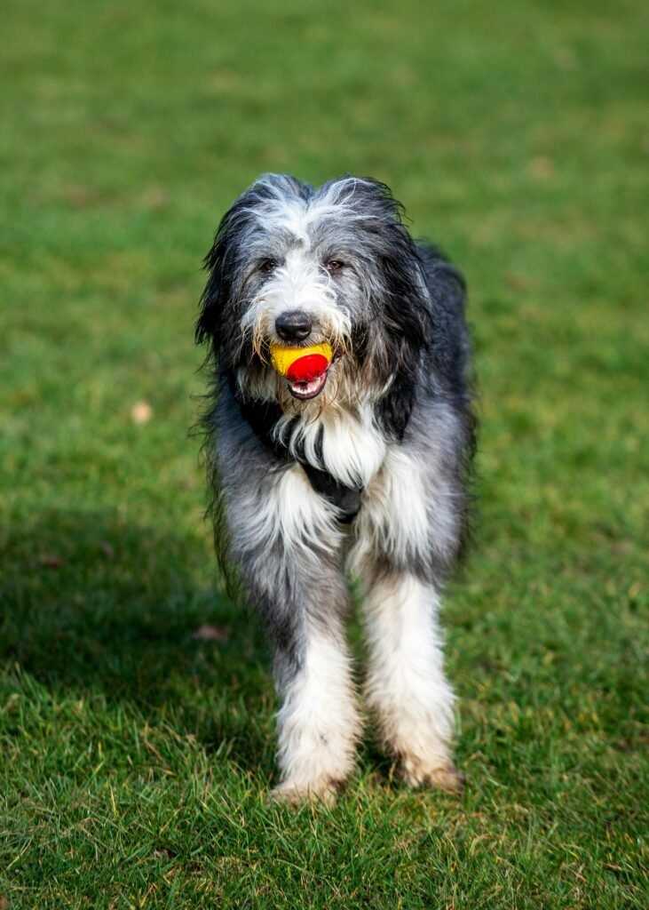 bearded collie dog breeders