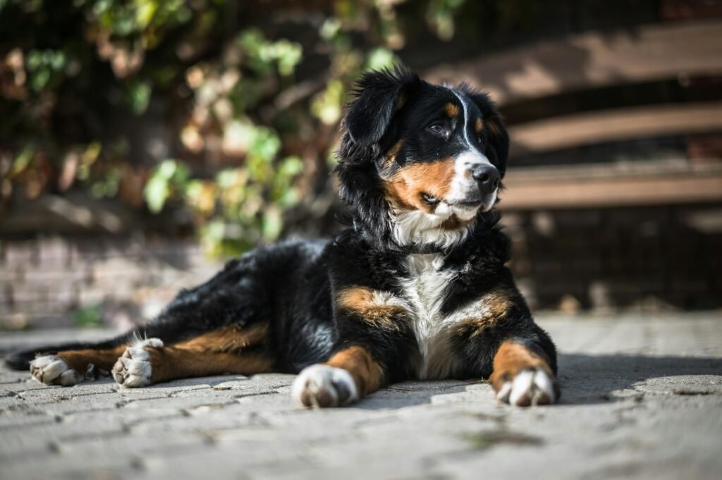 bernese mountain dog