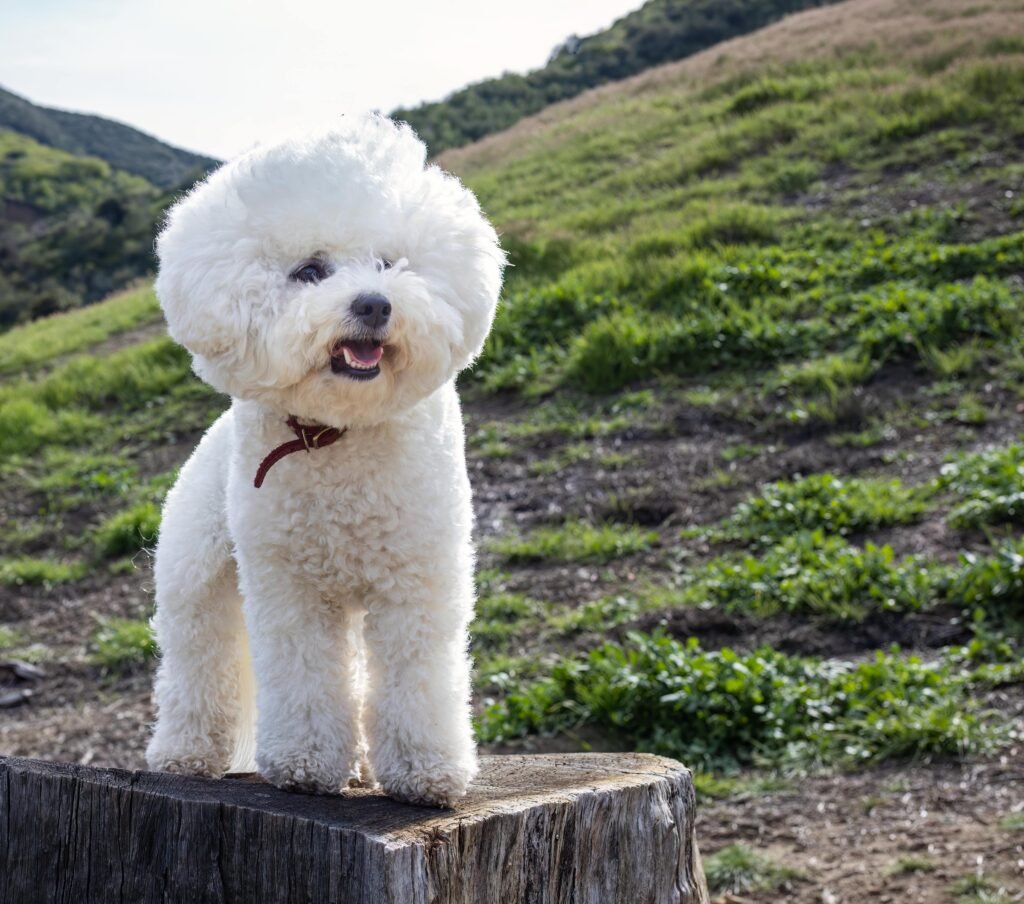 bichon frise dog breeders