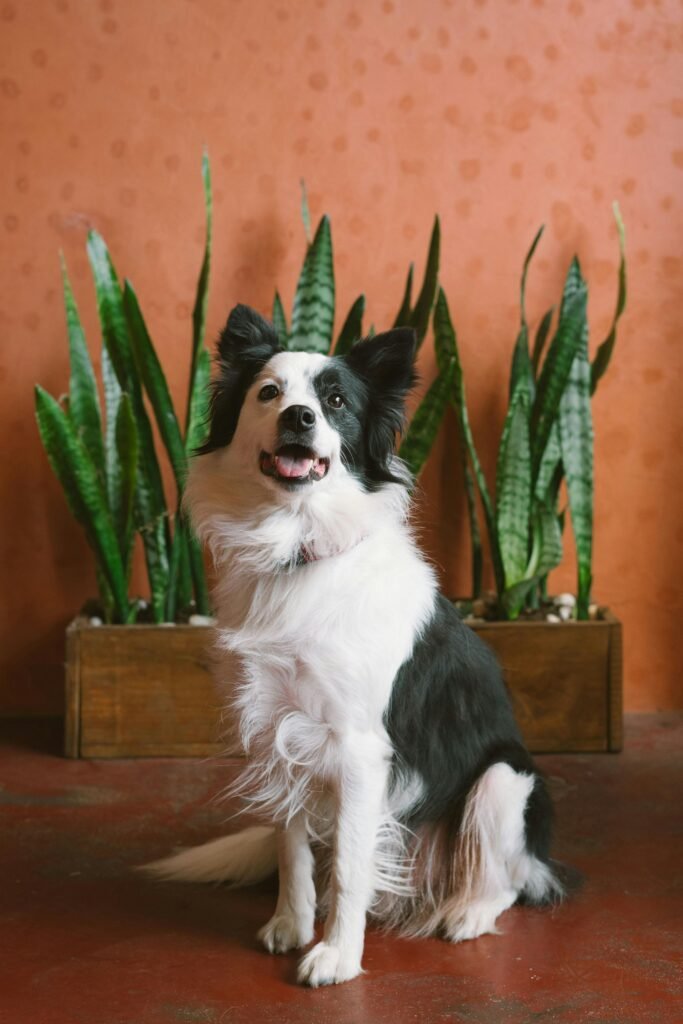 border collie dog breeders