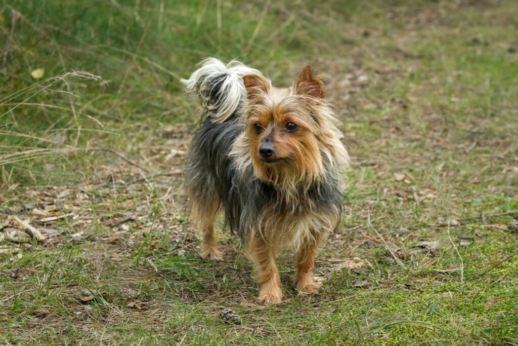 cairn terrier breeders