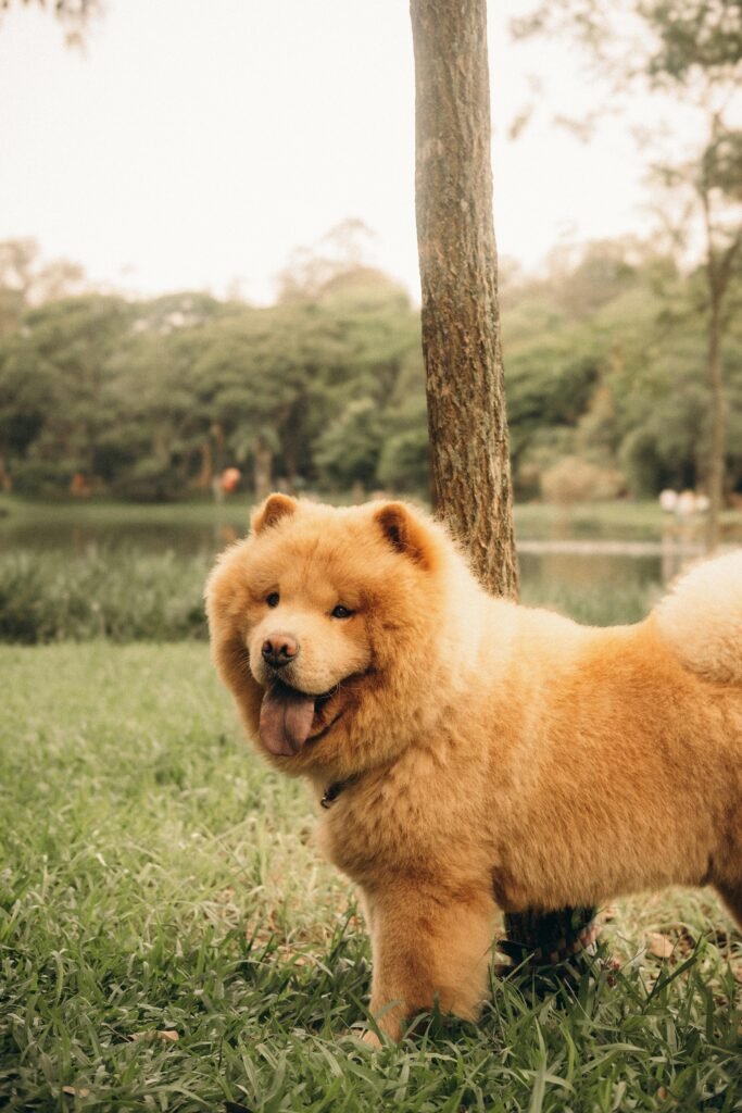 chow chow dog breeders