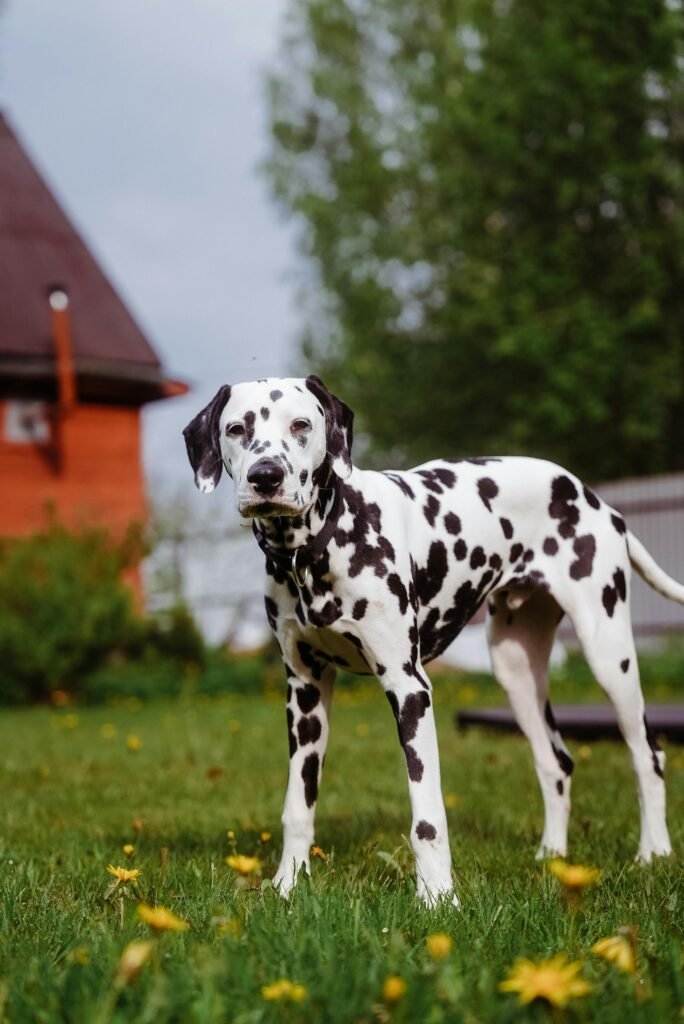 dalmatian breeders