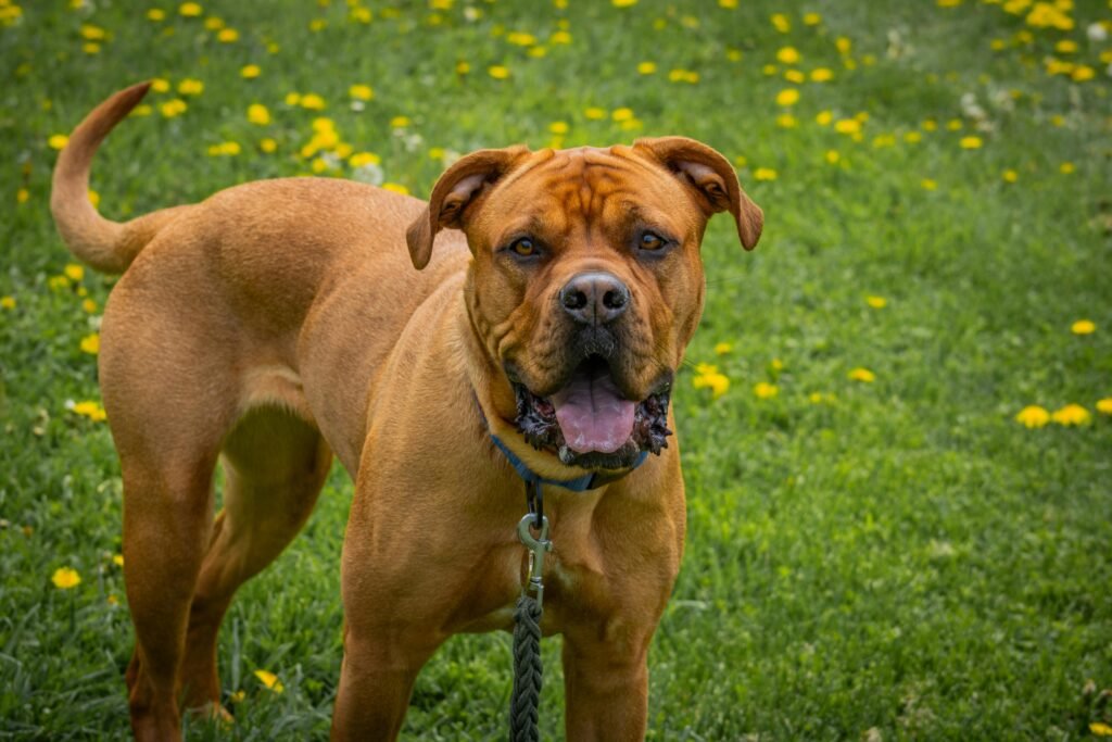 dogue de bordeaux dog breeders