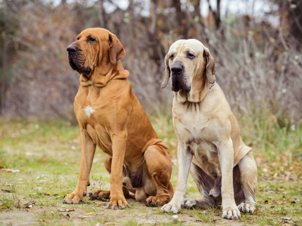 fila brasileiro breeders