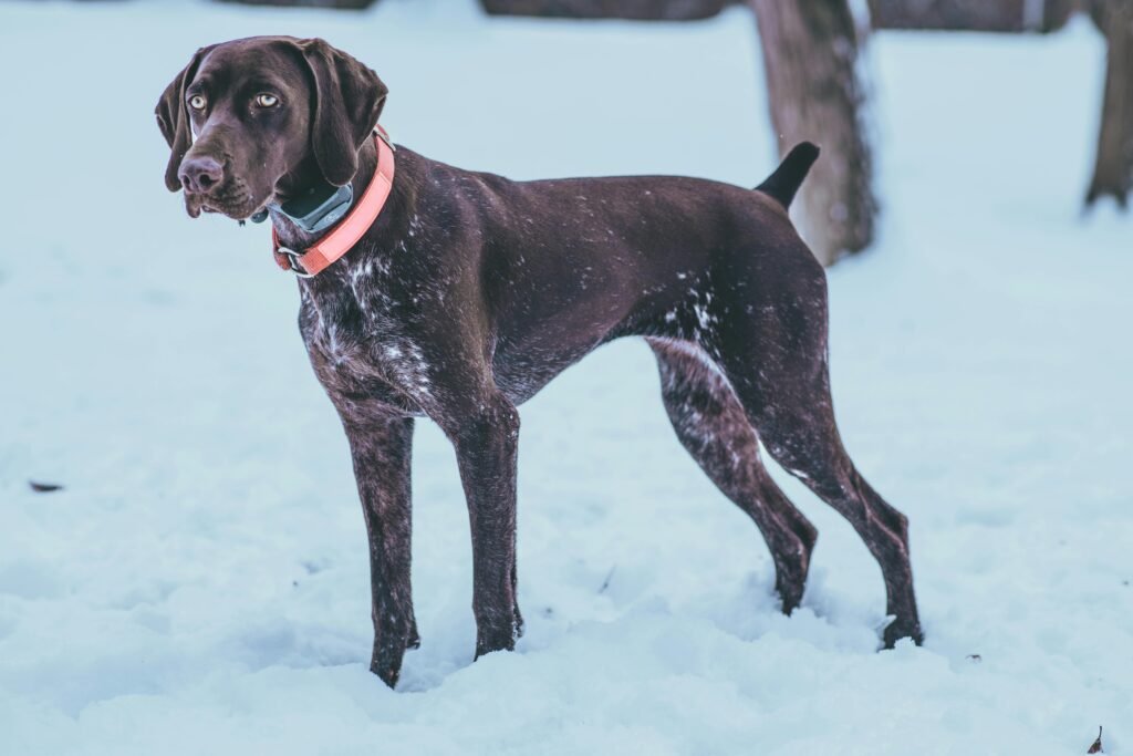 german short haired pointer breeders