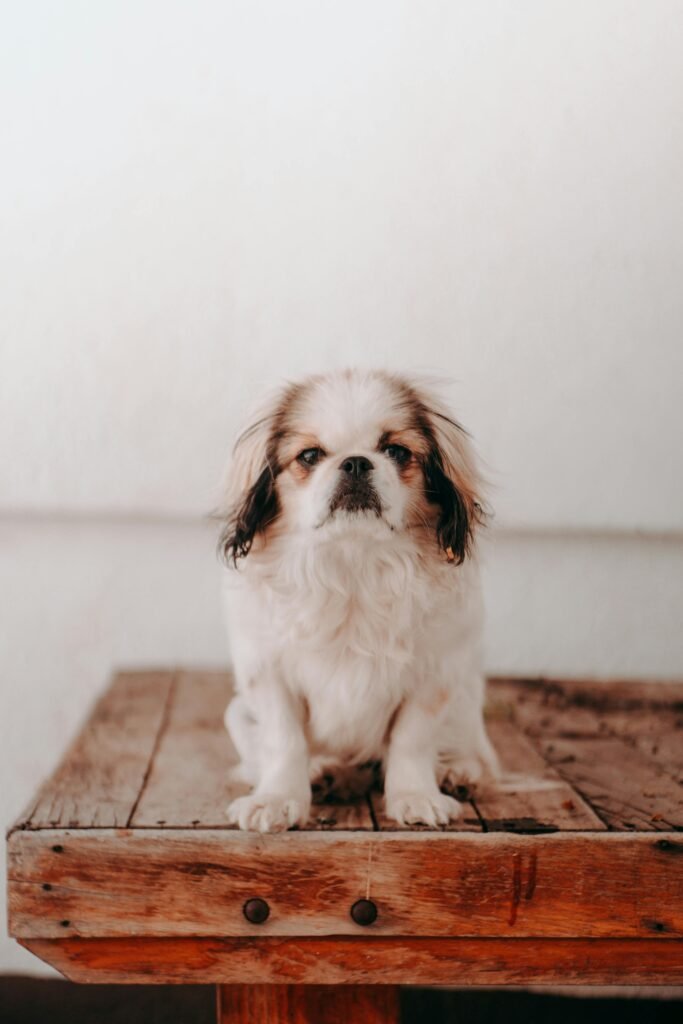 japanese chin breeders