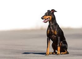 manchester terrier dog breeders