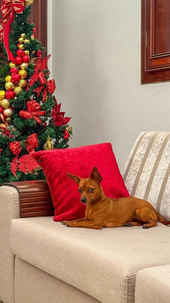 miniature pinscher dog breeders