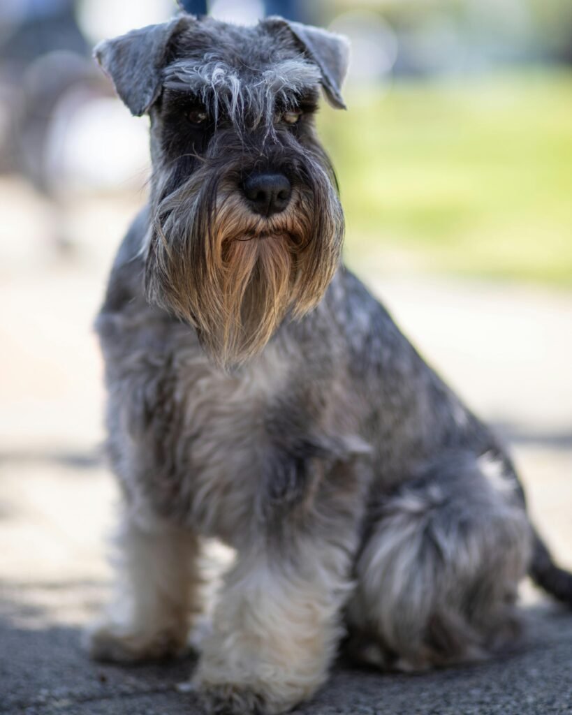 miniature schnauzer dog breeders