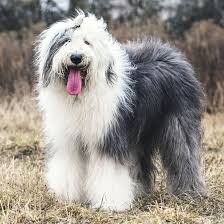 old english sheep dog breeders