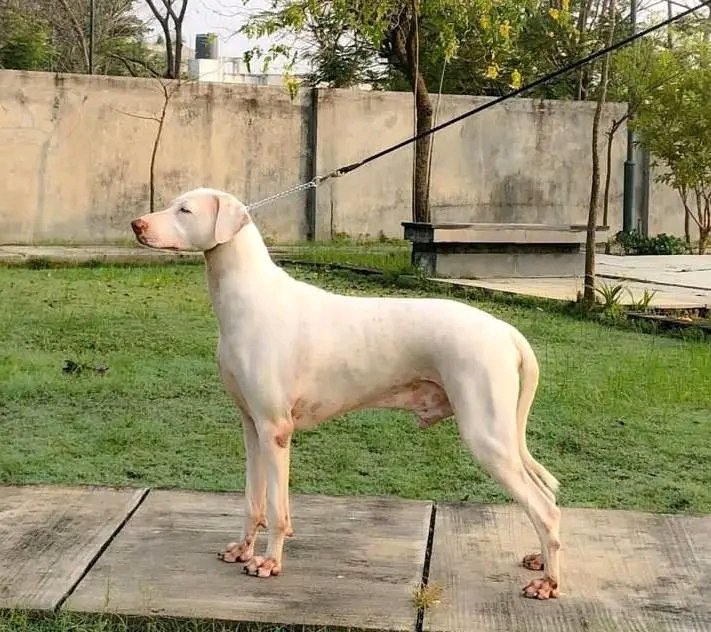 rajapalayam dog breeders