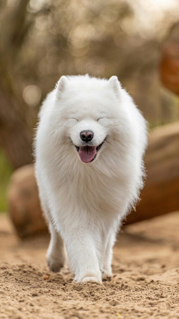 samoyed dog breeders