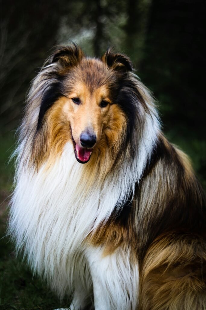 shetland sheep dog breeders