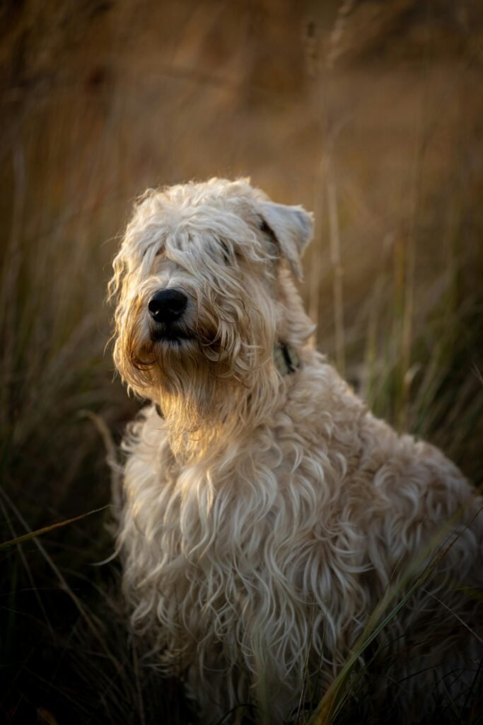 soft coated wheaten terrier dog breeders