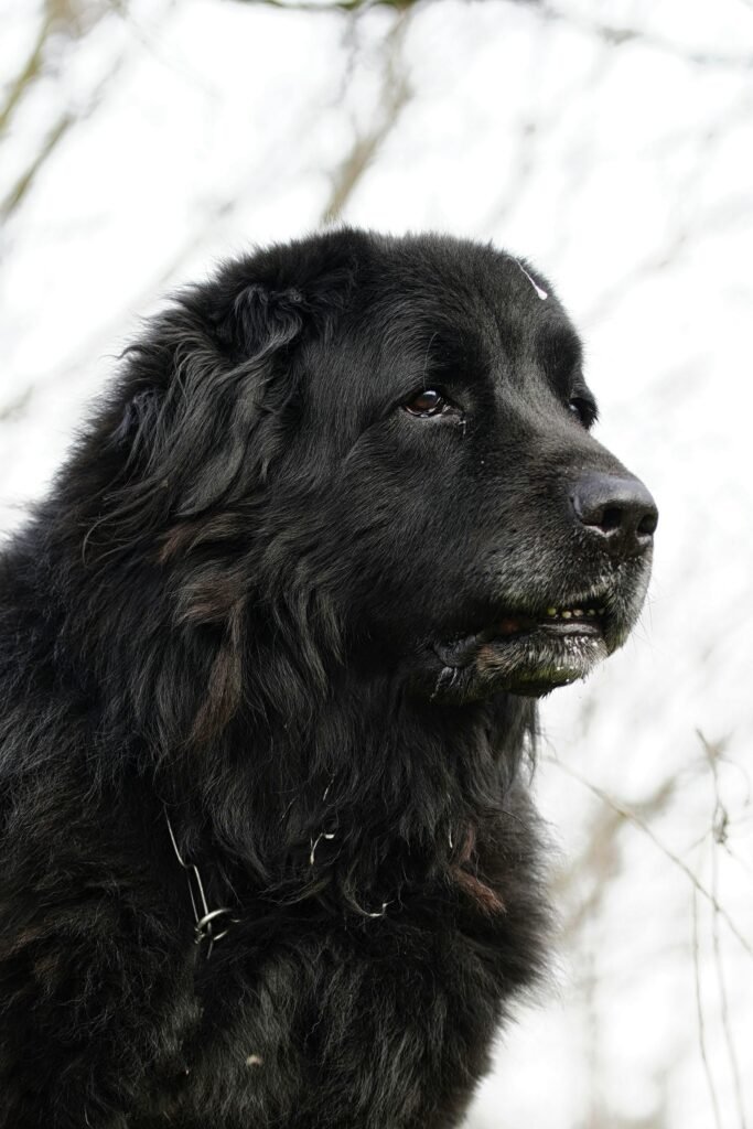 tibetan mastiff dog breeders