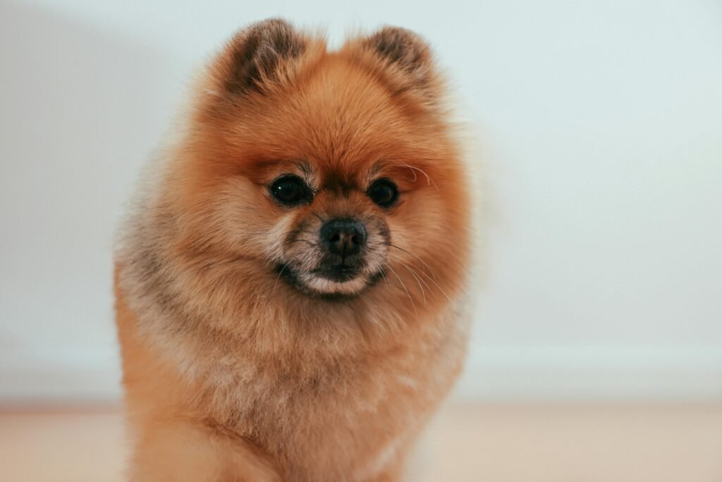Pomeranian Dog Breeders
