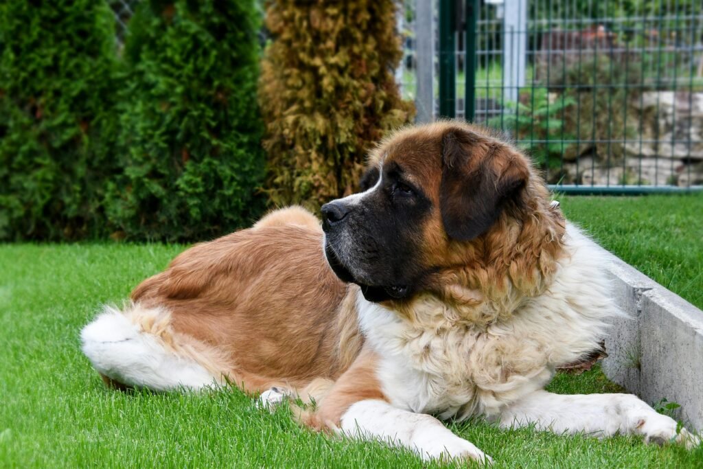 Saint Bernard Dog Breeders