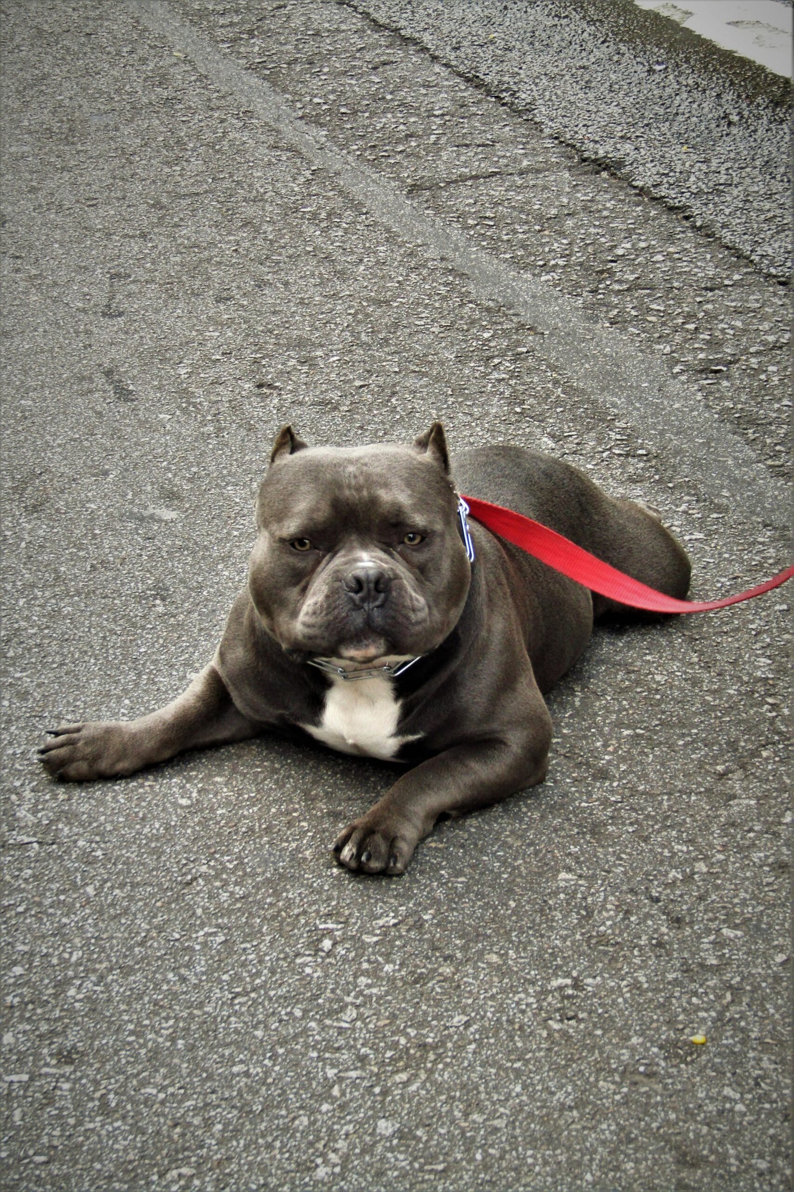 American Bully Dog Breeders