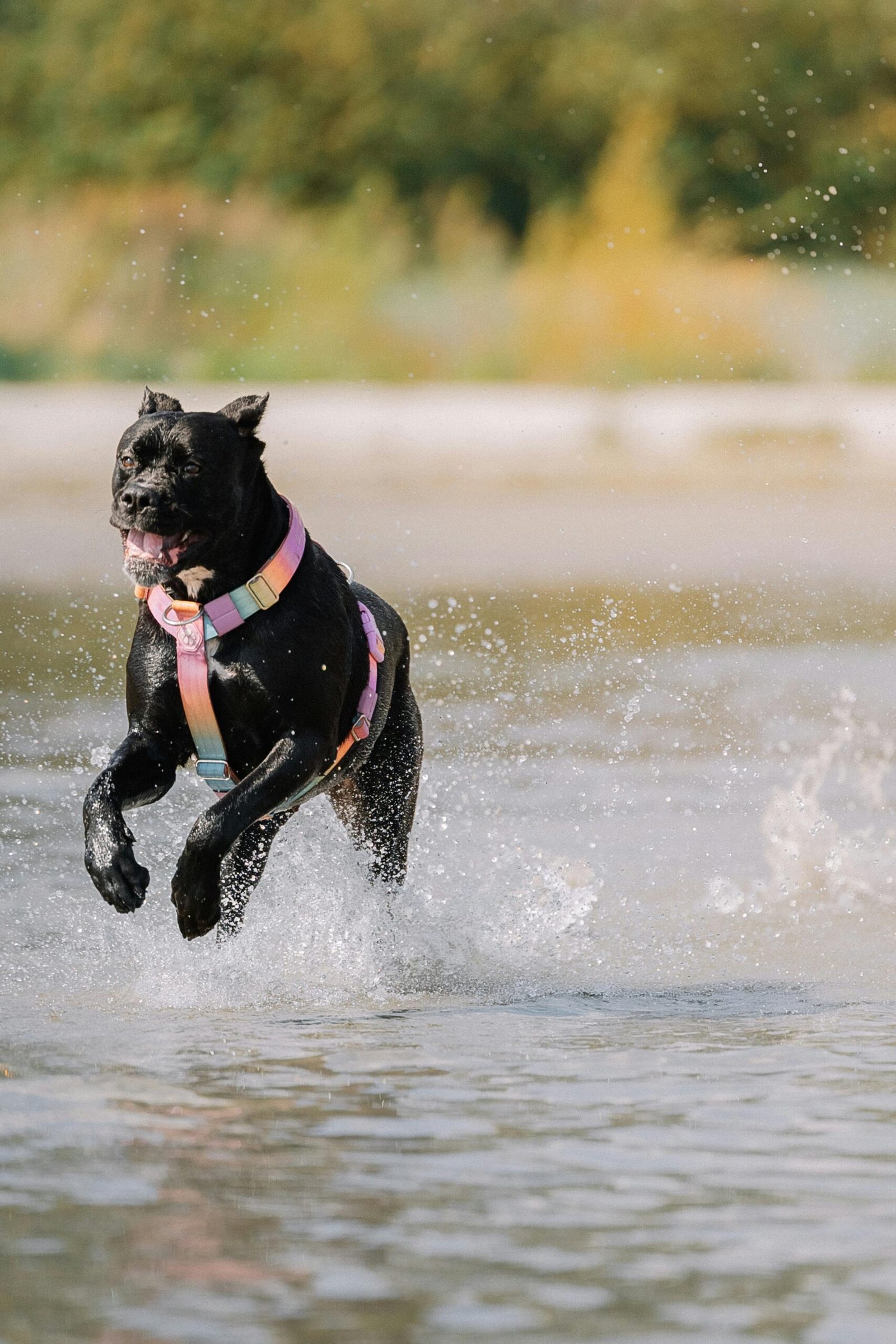 Cane Corso Dog Breeders