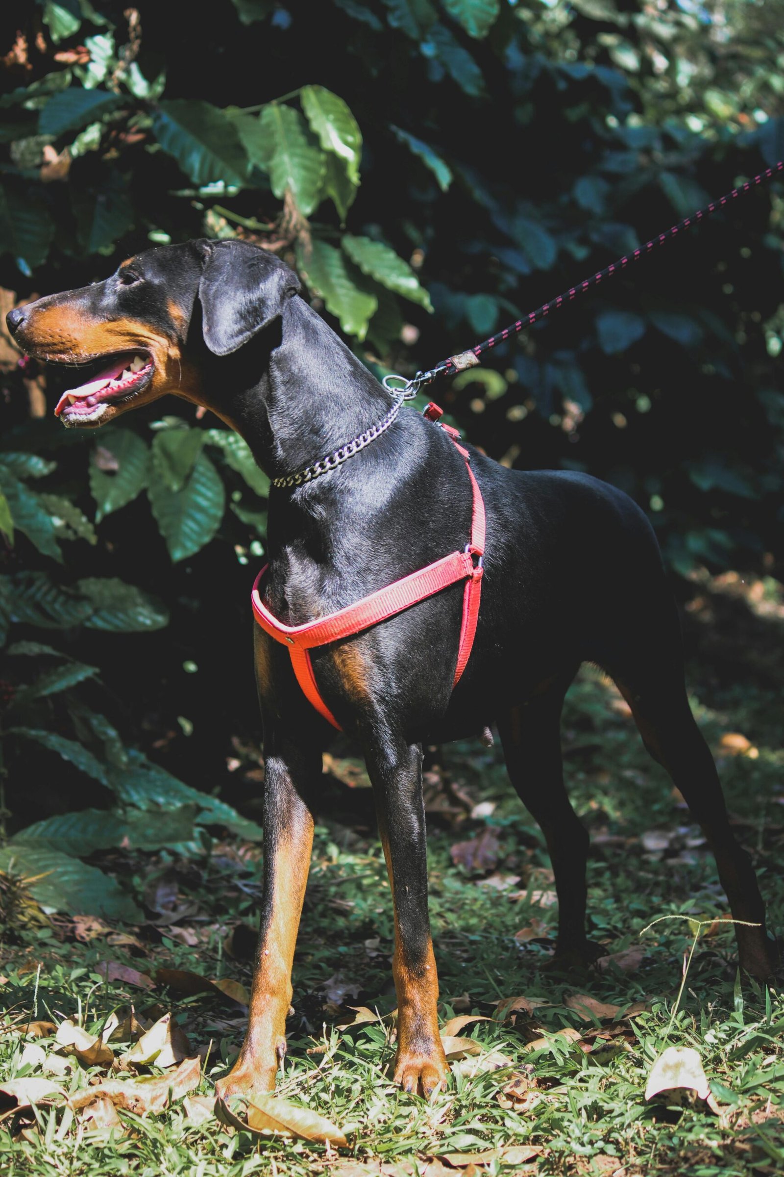 Dobermann Dog Breeders