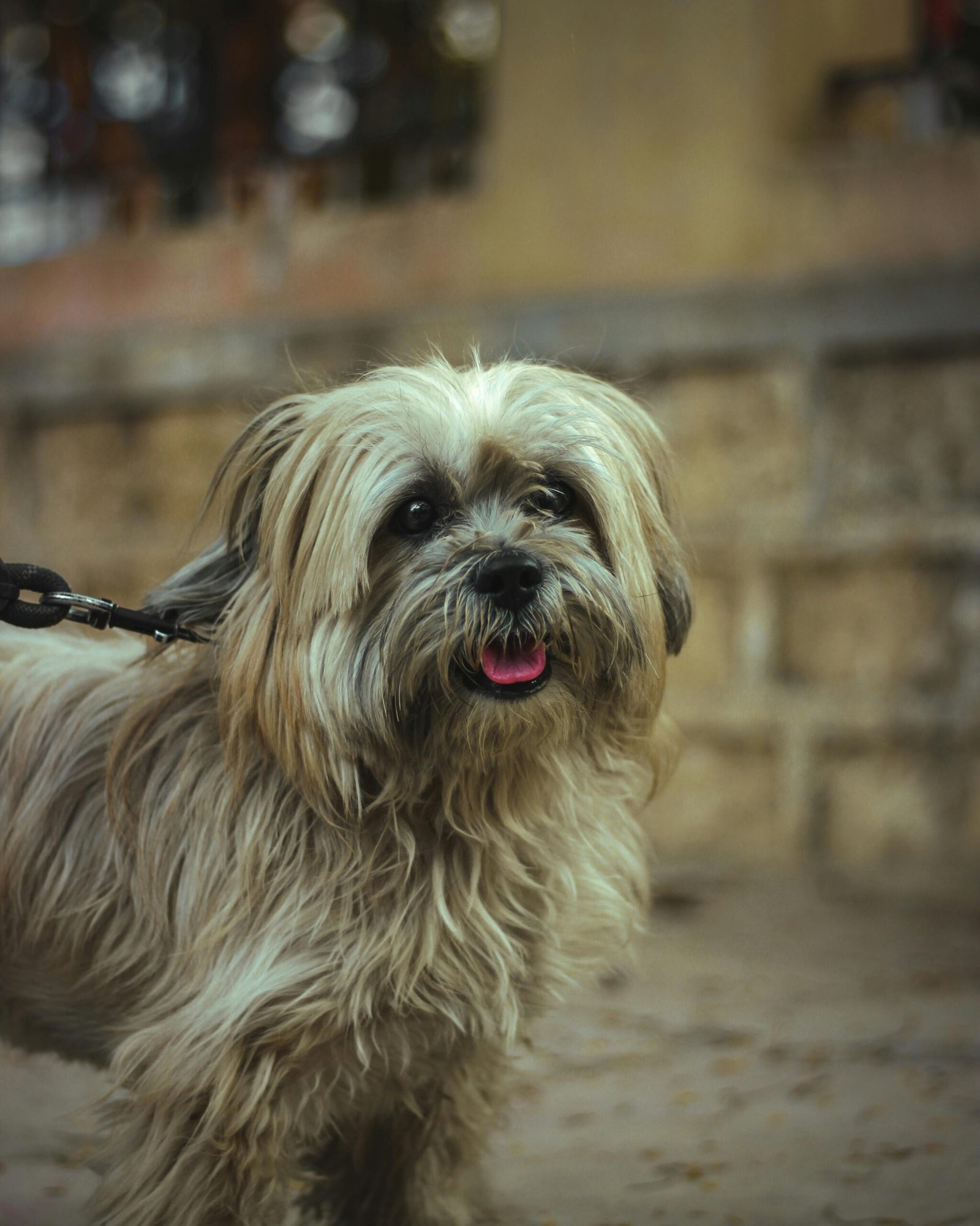 Lhasa Apso Breeders