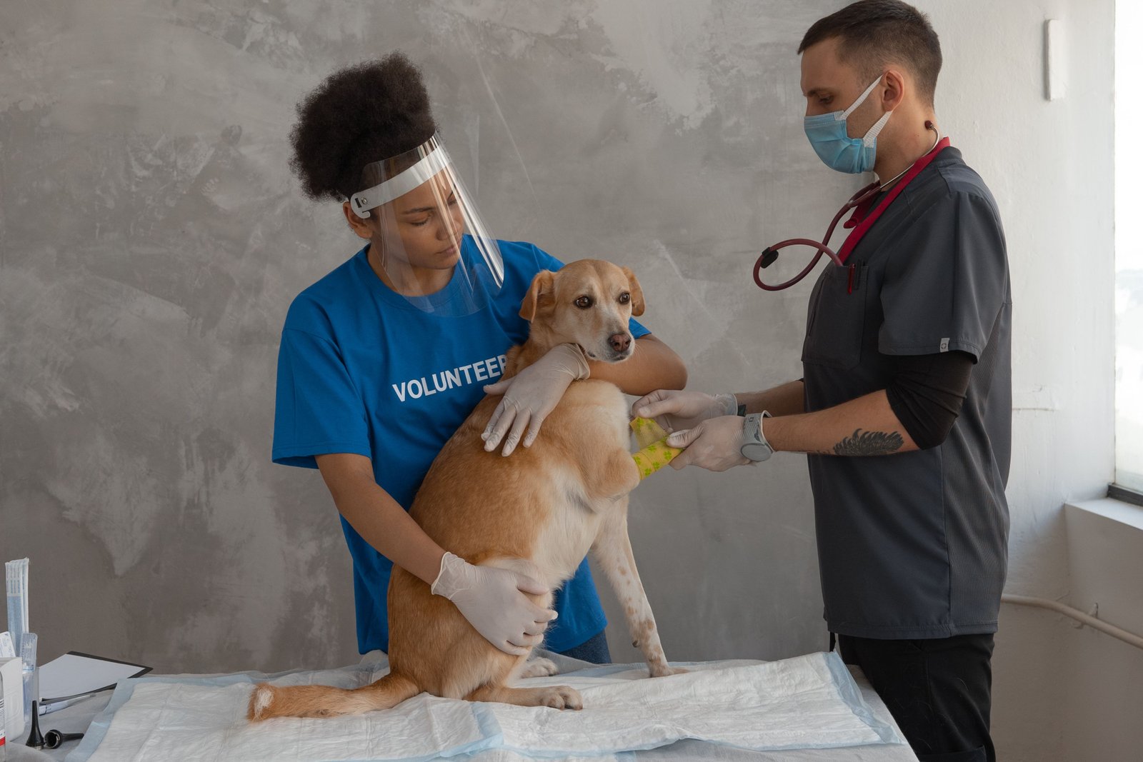 Your Dog’s Vaccination Guide for India — 2026